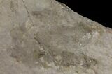 Eubrontes Dinosaur Footprint - Massachusetts #143899-1